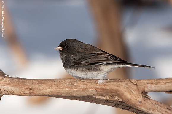 Dark-eyed Junco