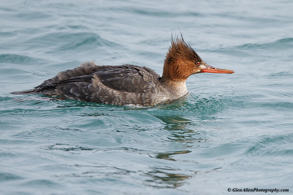 Red-breasted Merganser