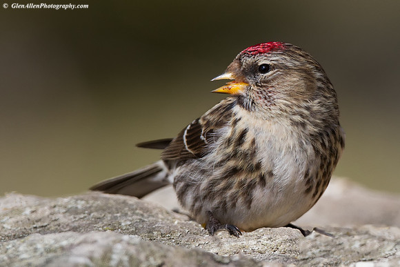 Common Redpoll