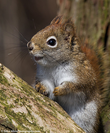 Red Squirrel