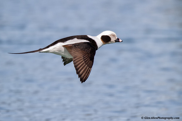 Long-tailed Duck