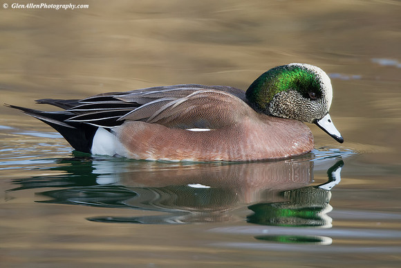 American Wigeon