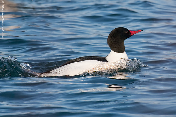 Common Merganser
