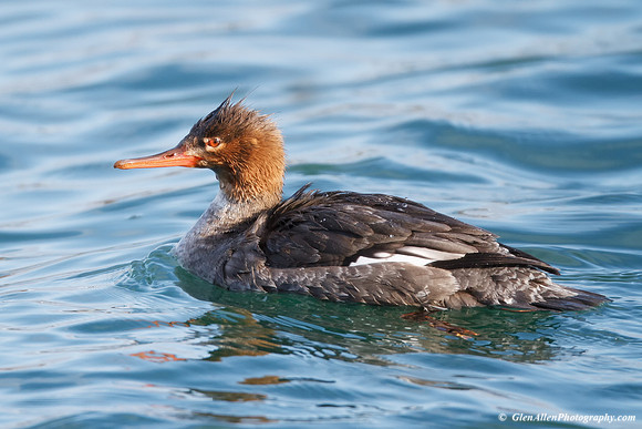 Red-breasted Merganser