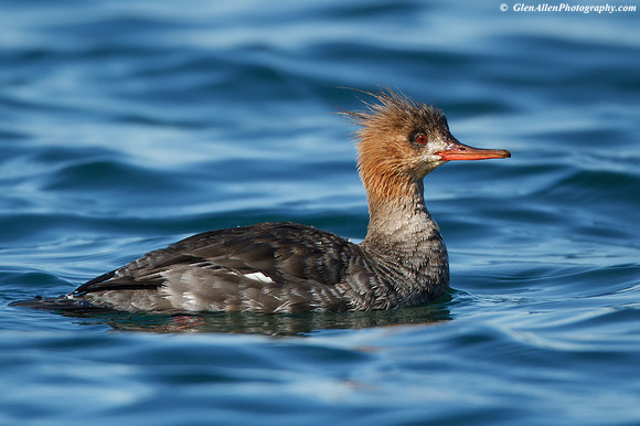 Red-breasted Merganser
