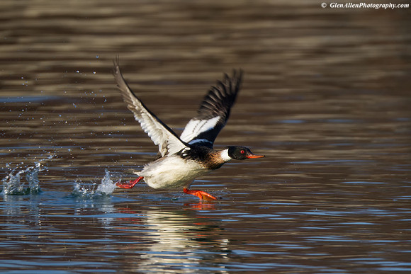 Red-breasted Merganser