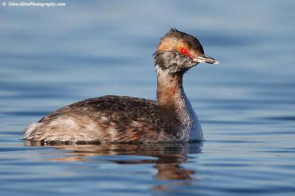 Horned Grebe