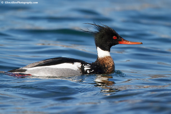 Red-breasted Merganser
