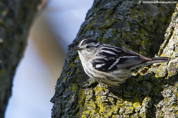 Black-and-white Warbler