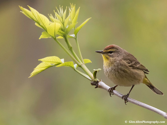 Palm Warbler