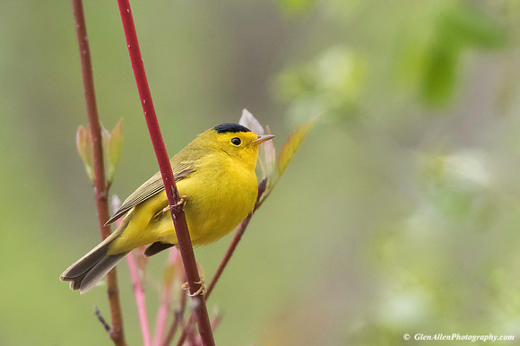 Wilson's Warbler