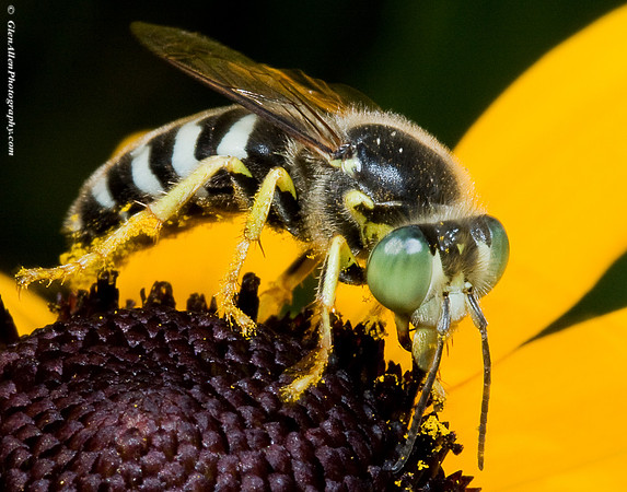 Wasp - Bembix