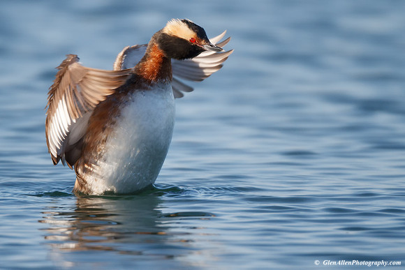 Horned Grebe
