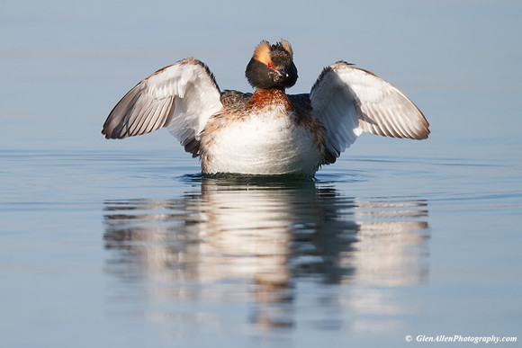 Horned Grebe