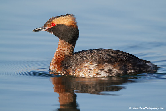 Horned Grebe