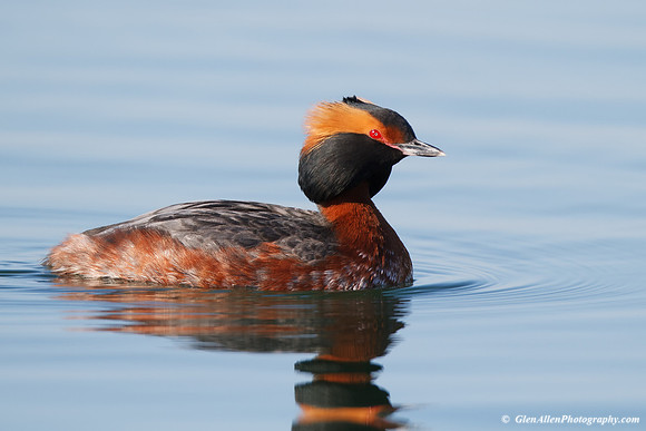 Horned Grebe