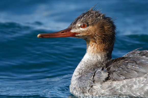 Red-breasted Merganser