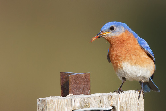 Eastern Bluebird