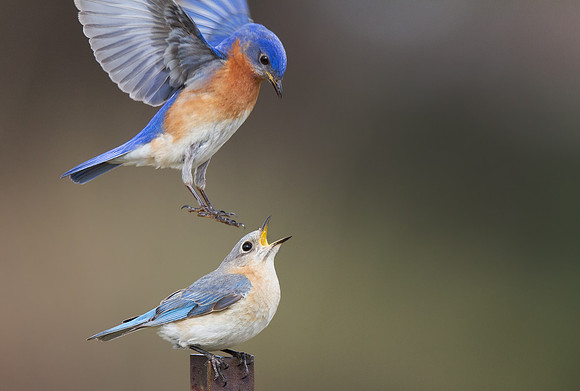 Eastern Bluebird
