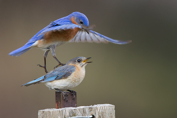 Eastern Bluebird