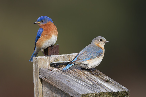 Eastern Bluebird