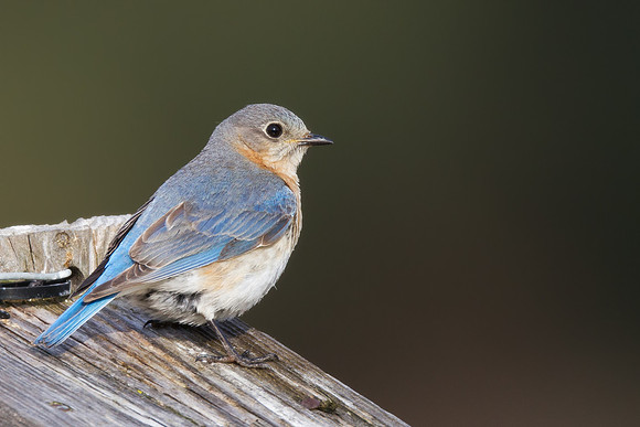 Eastern Bluebird