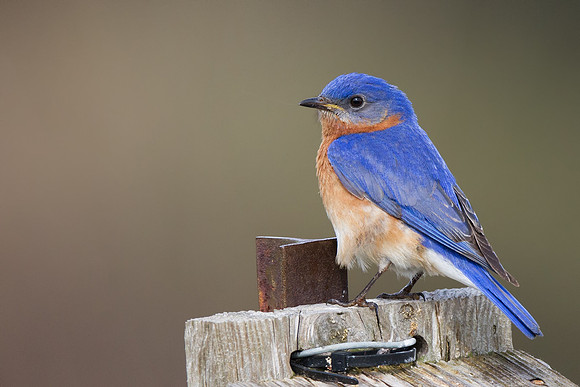 Eastern Bluebird