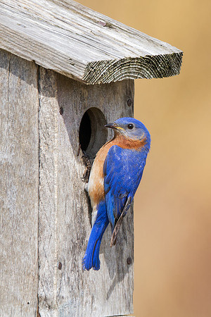 Eastern Bluebird