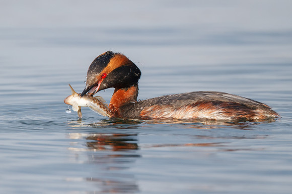 Horned Grebe