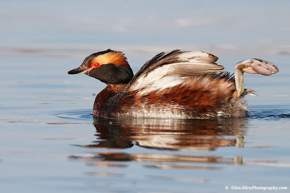 Horned Grebe
