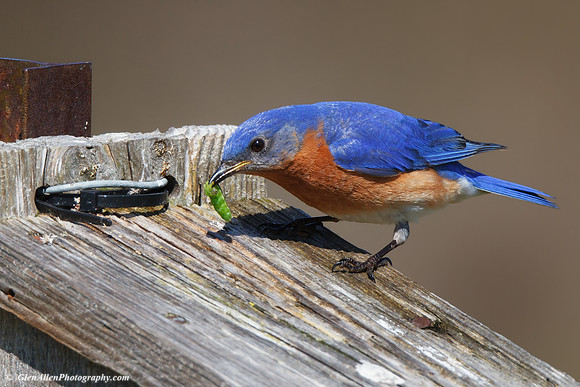 Eastern Bluebird