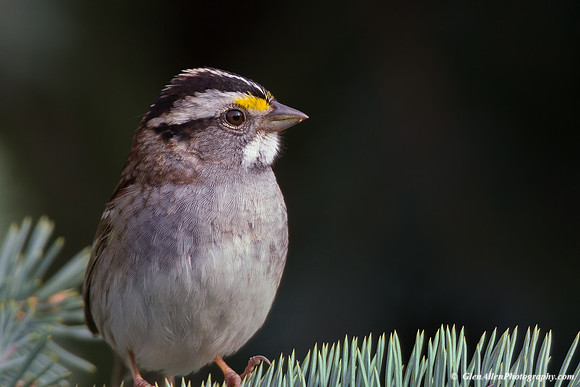 White-throated Sparrow