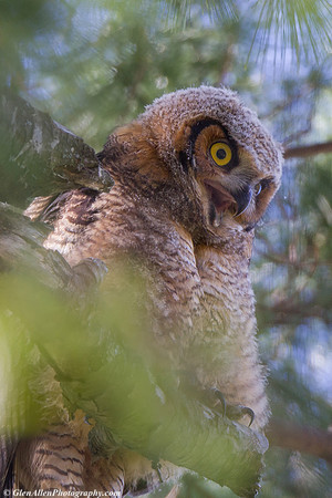 Great Horned Owl (Owlet)