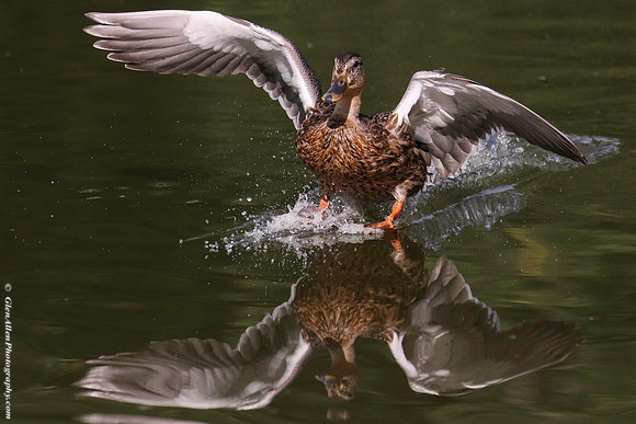 Mallard