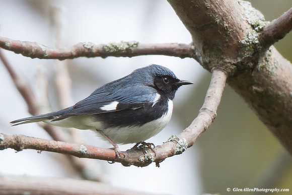 Black-throated Blue Warbler