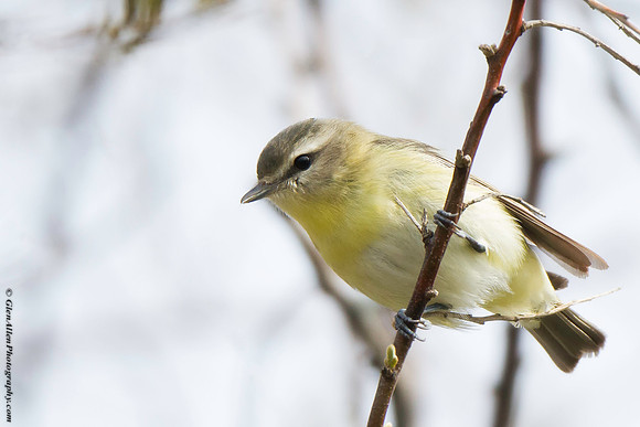 Philadelphia Vireo