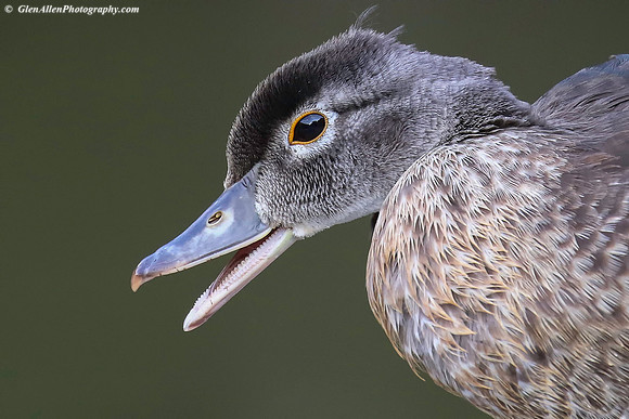 Wood Duck