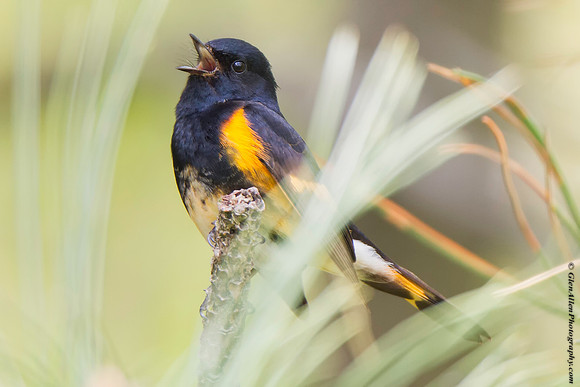 American Redstart