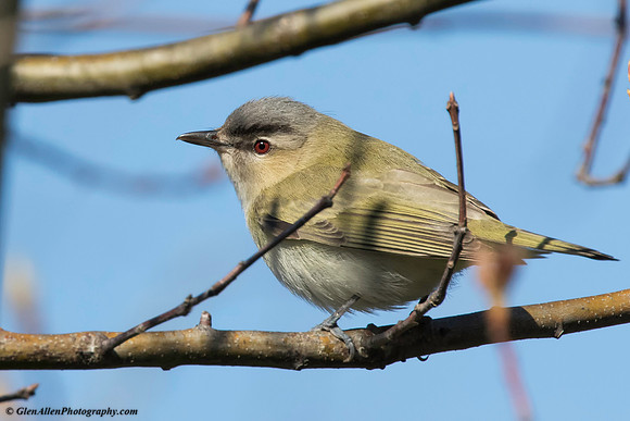 Red-eyed Vireo