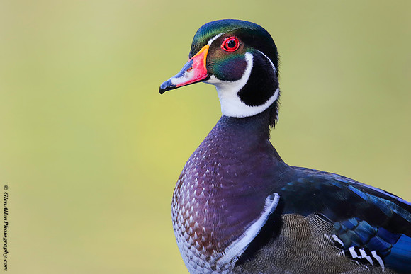 Wood Duck