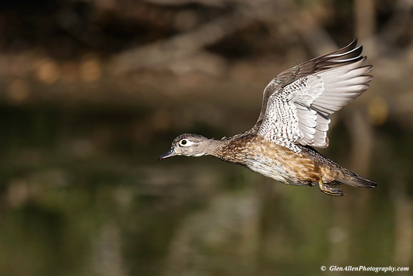 Wood Duck