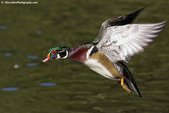 Wood Duck