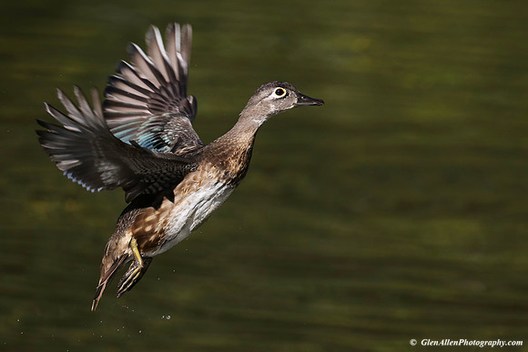 Wood Duck