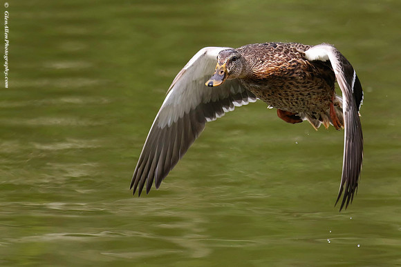 Mallard