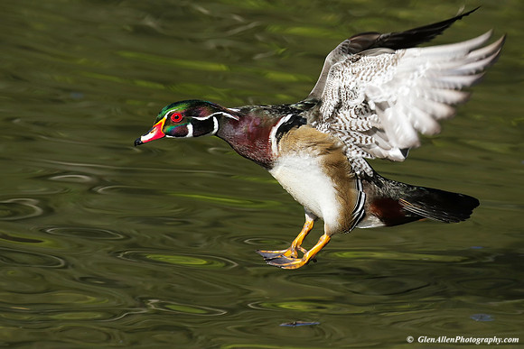 Wood Duck