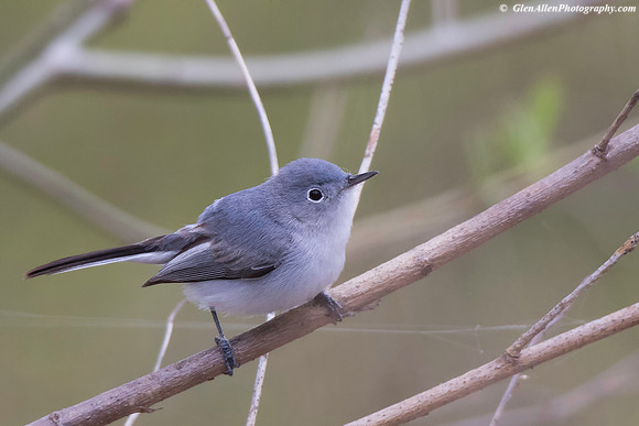 Blue-gray Gnatcatcher