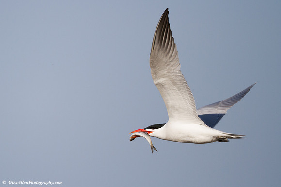 Caspian Tern