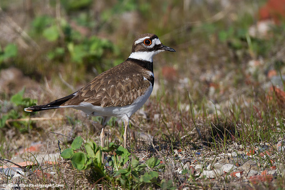 Killdeer
