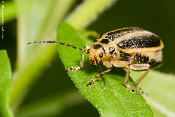 Elm Leaf Beetle