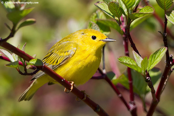 Yellow Warbler